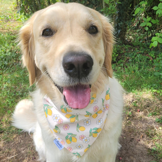 Bandana élastique - motif citron