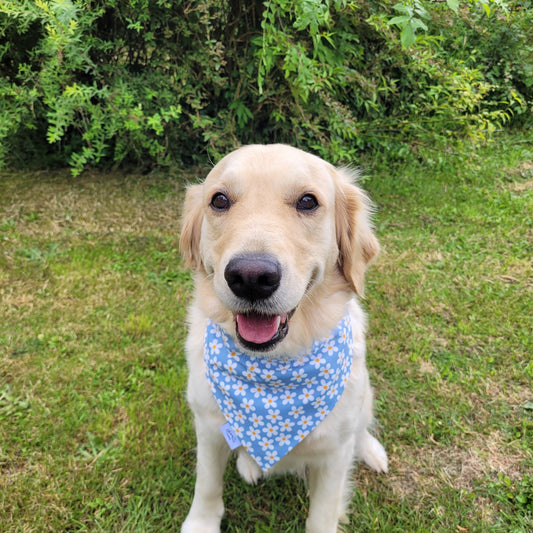 Bandana élastique - motif marguerite bleue
