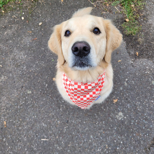 Bandana élastique - motif à damier rouge et blanc