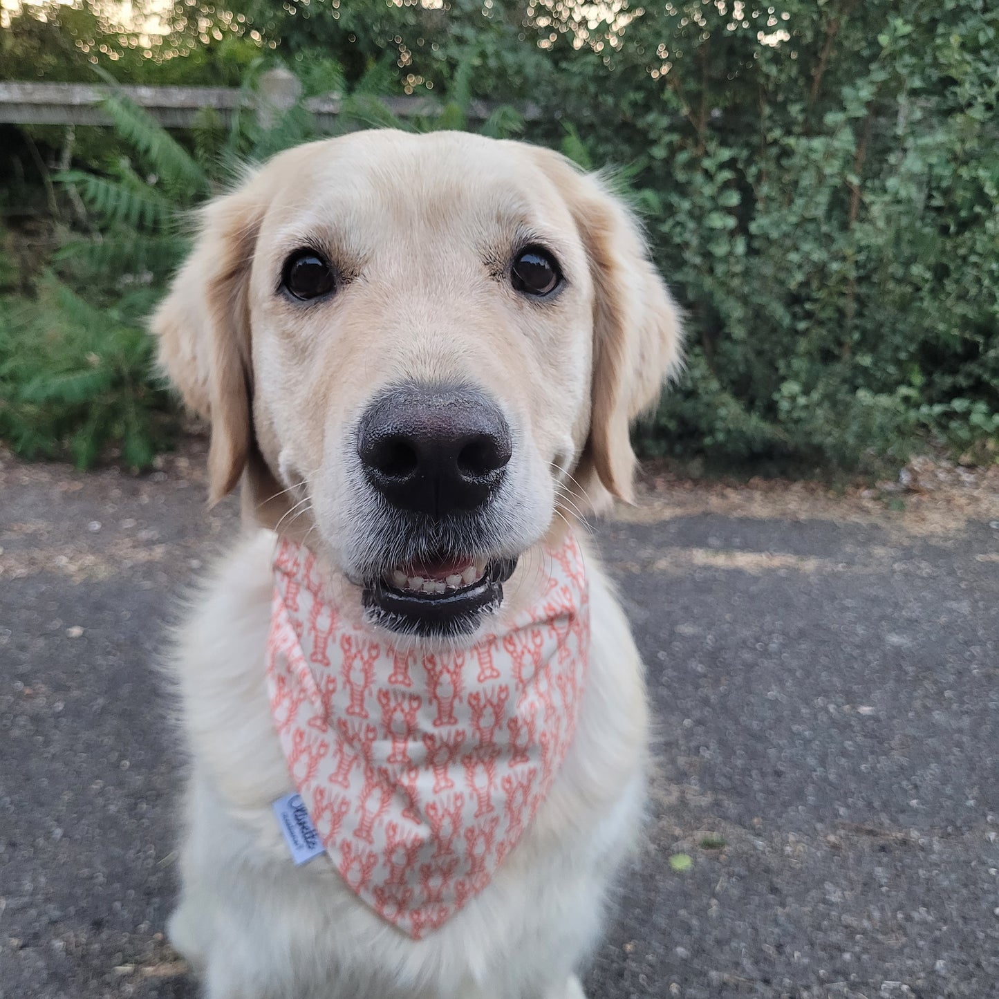 Bandana élastique - motif homard