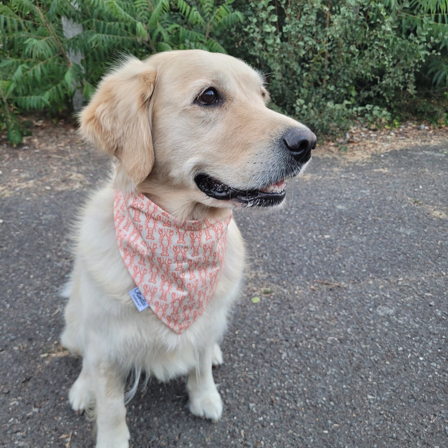 Bandana élastique - motif homard