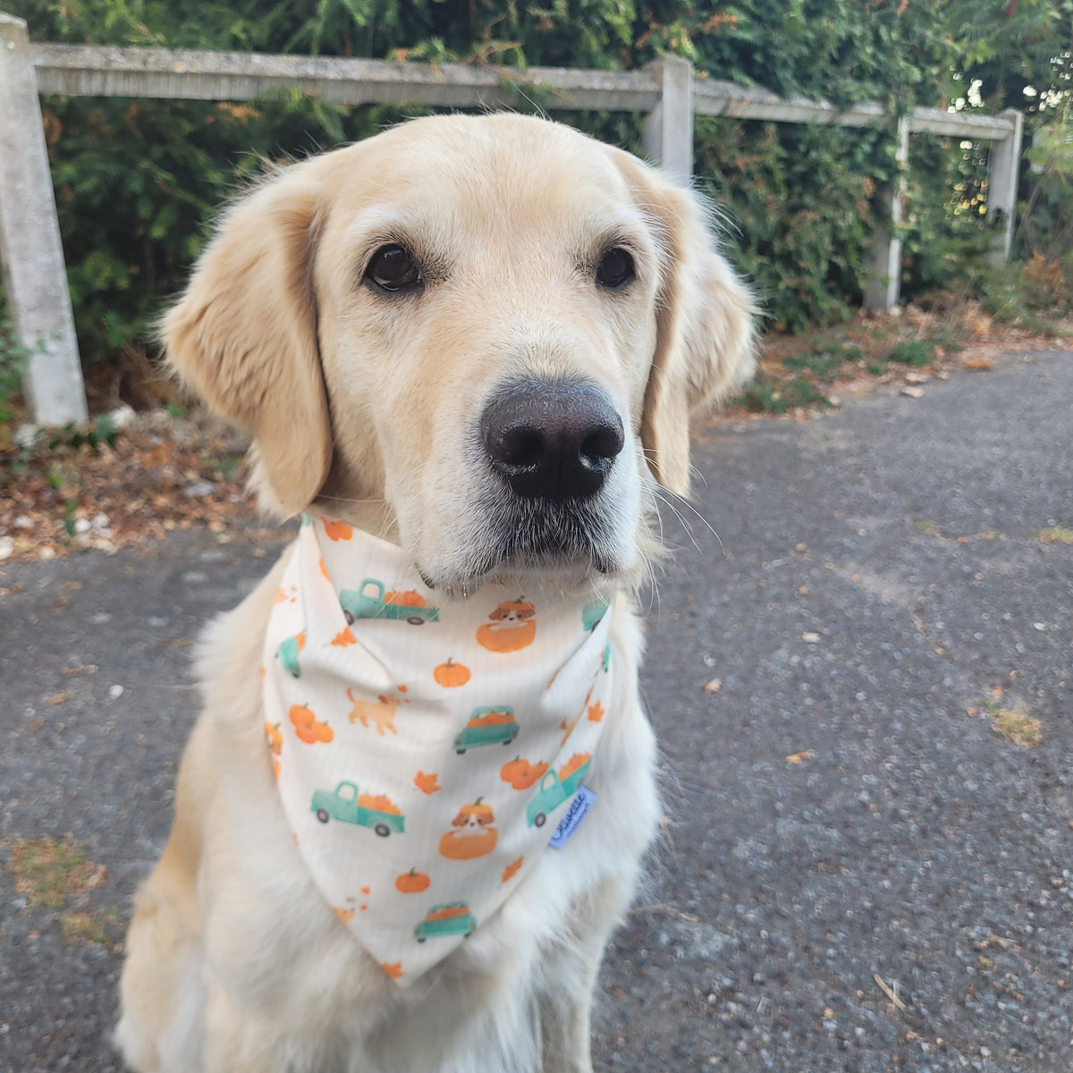 Bandana élastique - motif harvest fall