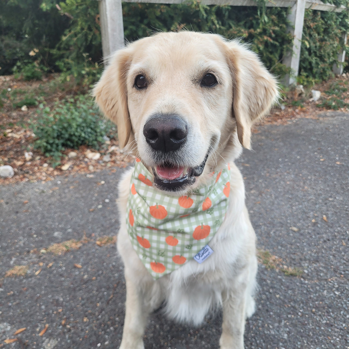 Bandana élastique - motif citrouille et vichy