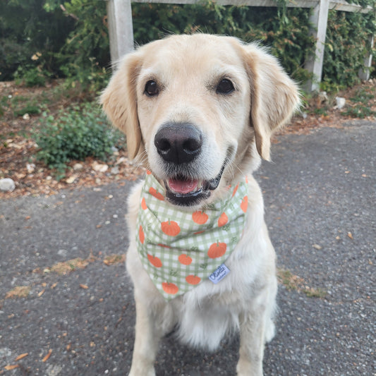Bandana élastique - motif citrouille et vichy