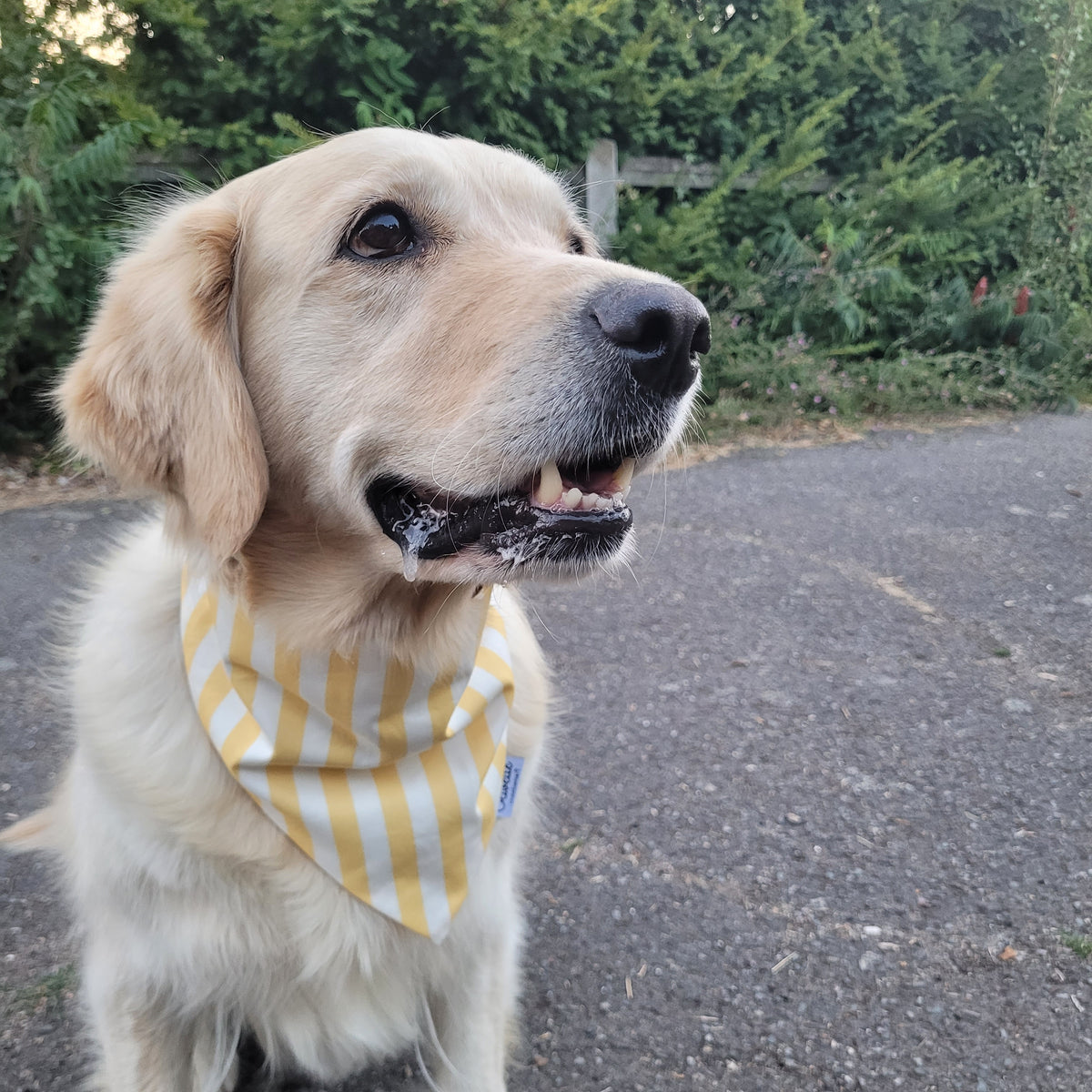 Bandana élastique - motif ligne jaune