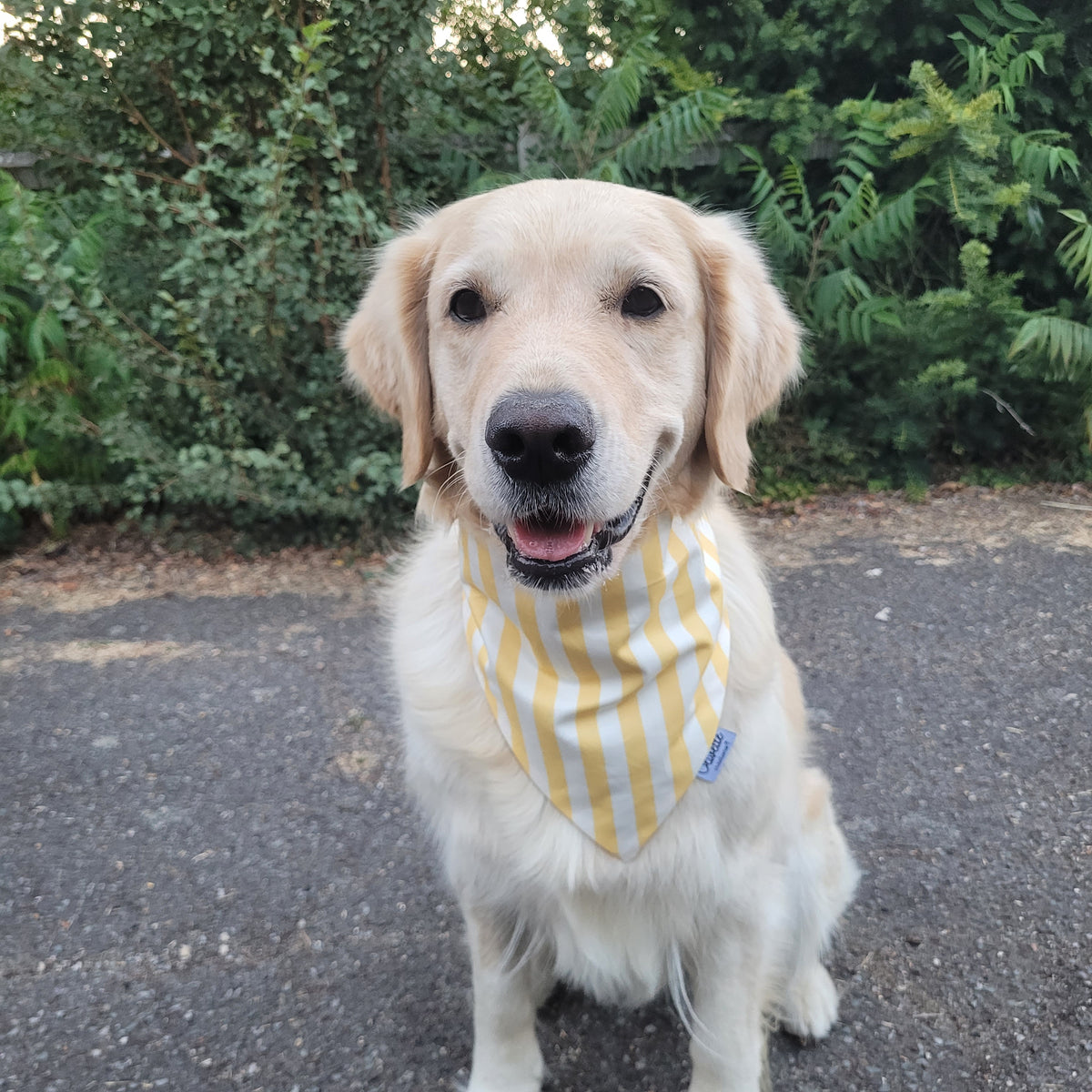 Bandana élastique - motif ligne jaune