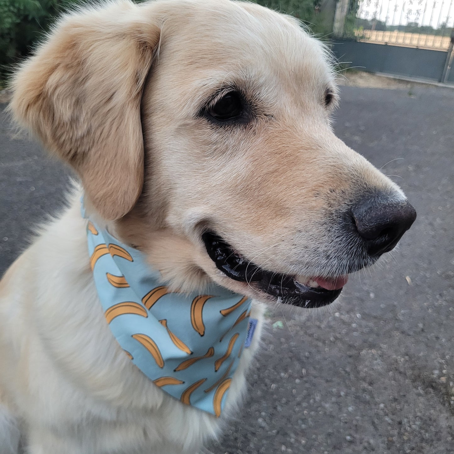Bandana élastique - motif banane